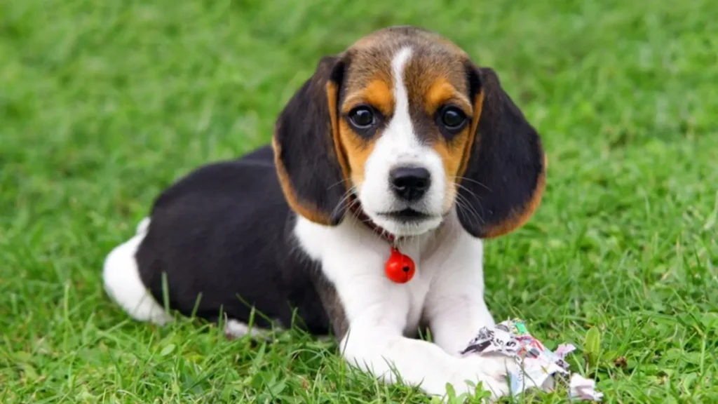 Funny Baby Beagle Names