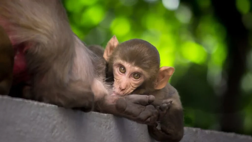 Funny Baby Monkey Names