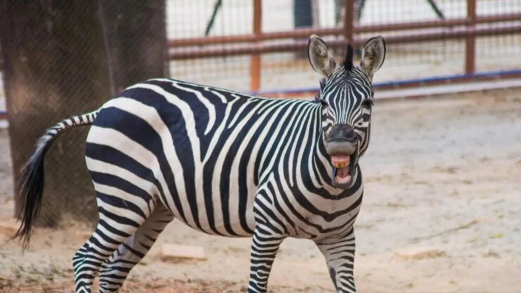 Funny Baby Zebra Names