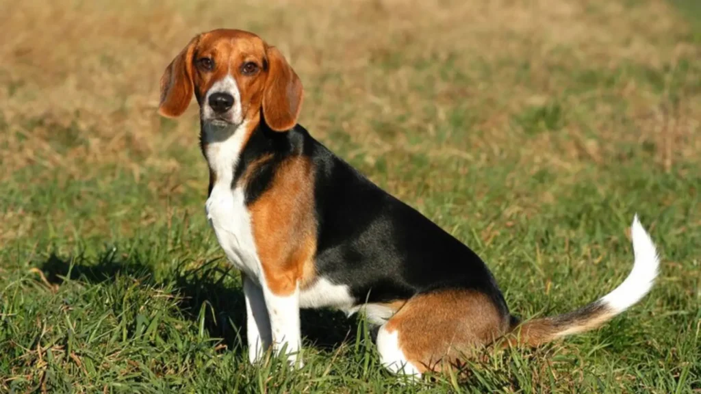 Funny Female Beagle Names