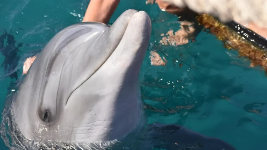 Funny Female Dolphin Names