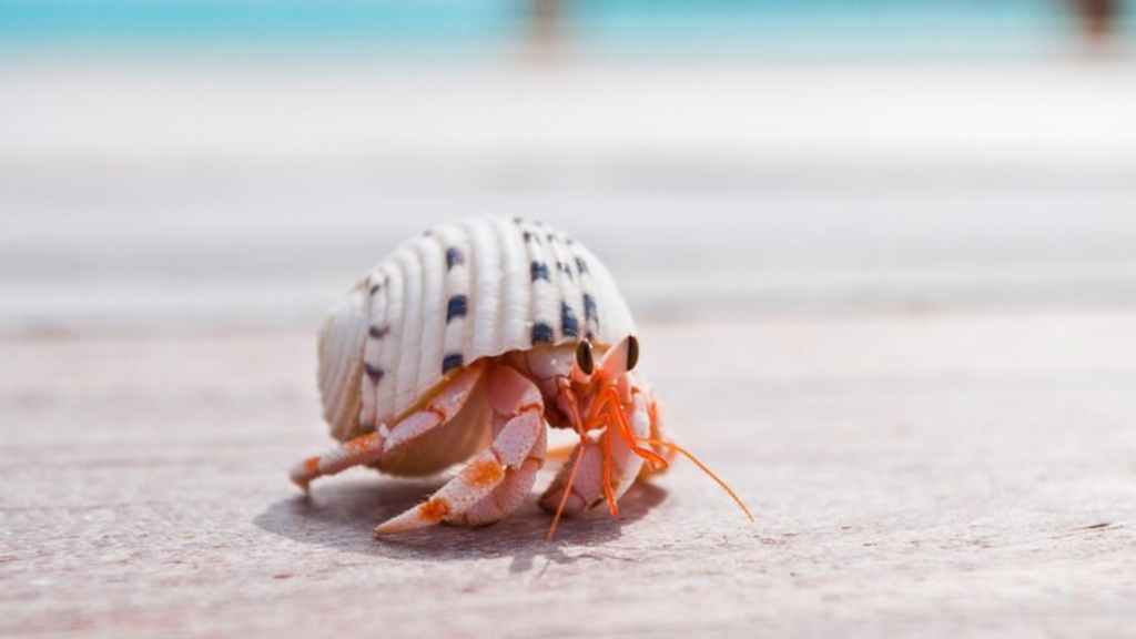 Funny Female Hermit Crab Names