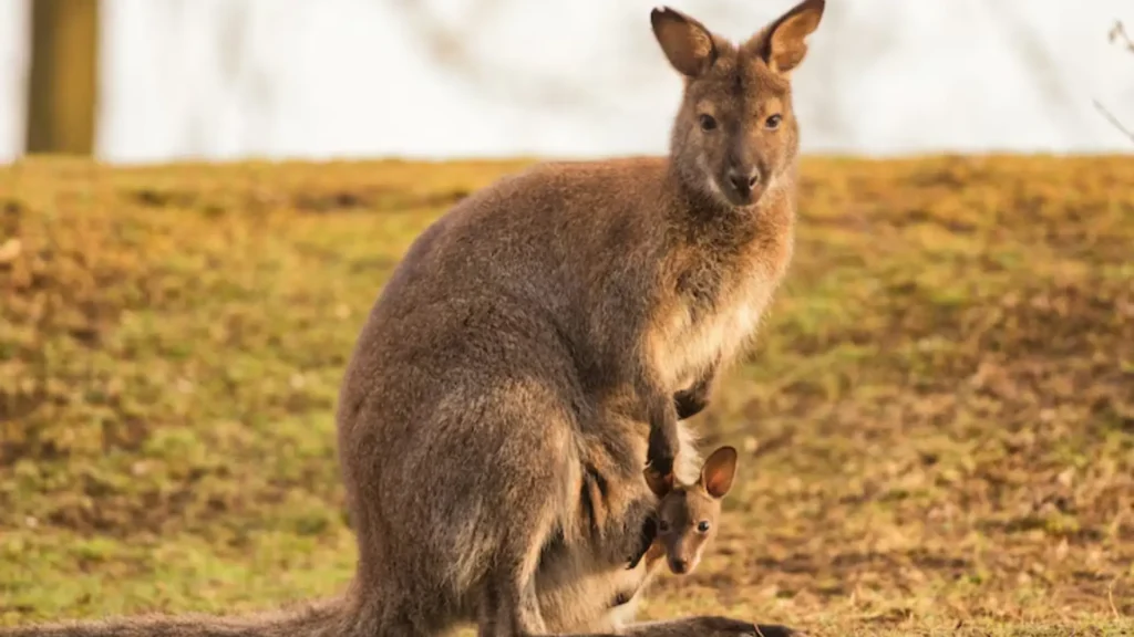 Funny Female Kangaroo Names