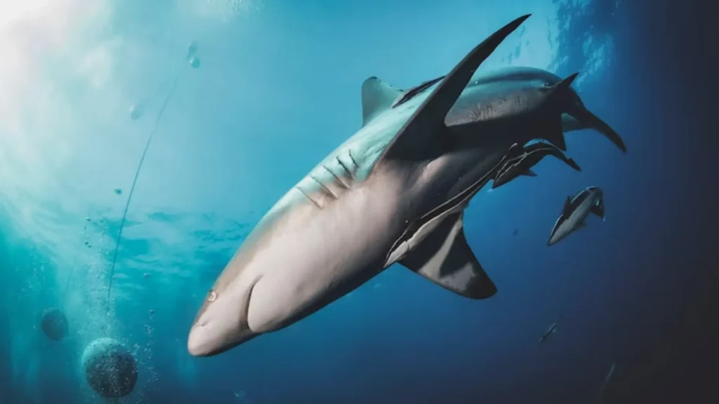 Funny Female Shark Names