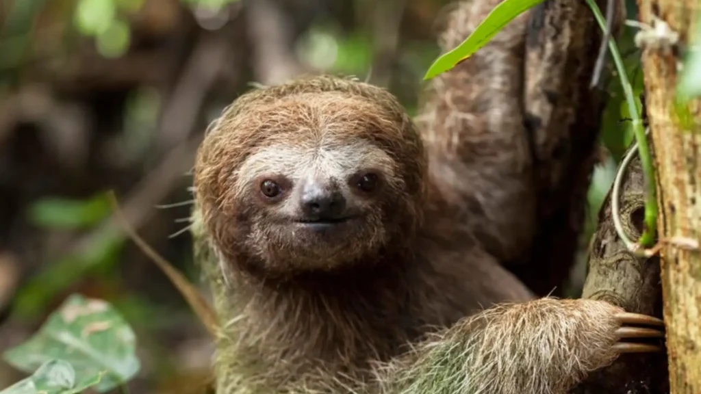 Funny Female Sloth Names