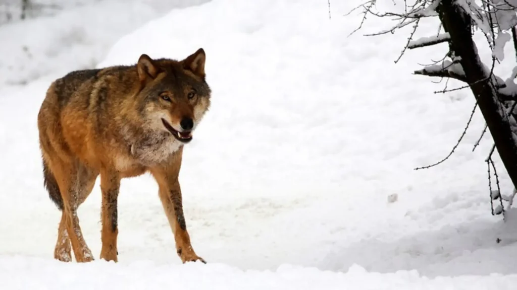 Funny Female Wolf Names