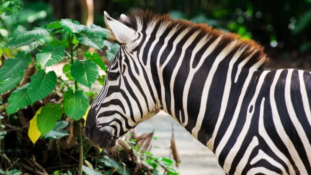 Funny Female Zebra Names