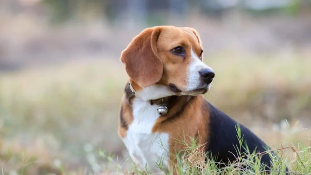 Funny Male Beagle Names