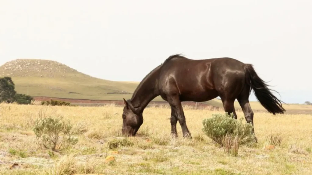 Funny Male Horse Names