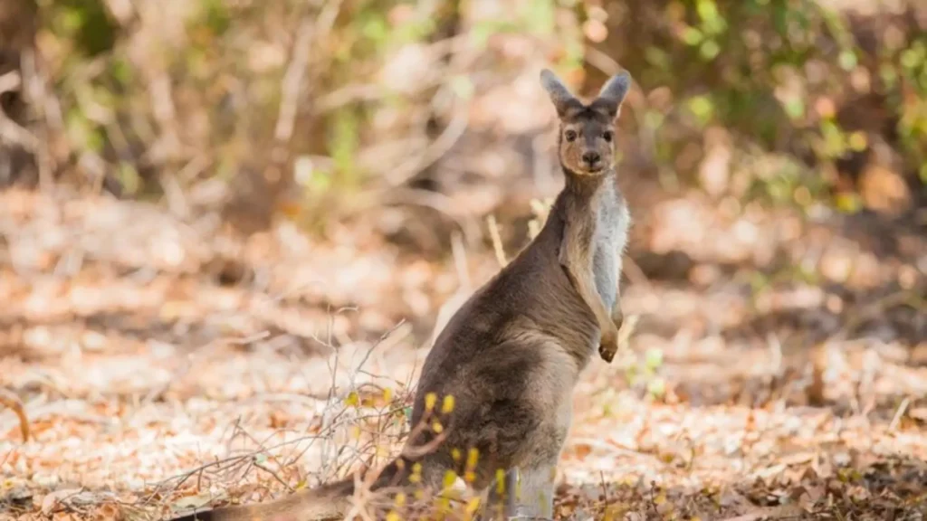 Funny Male Kangaroo Names
