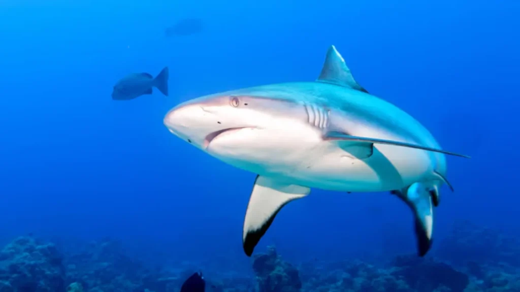 Funny Male Shark Names