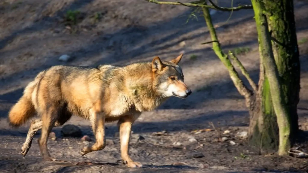 Funny Male Wolf Names