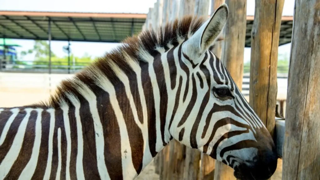 Funny Male Zebra Names