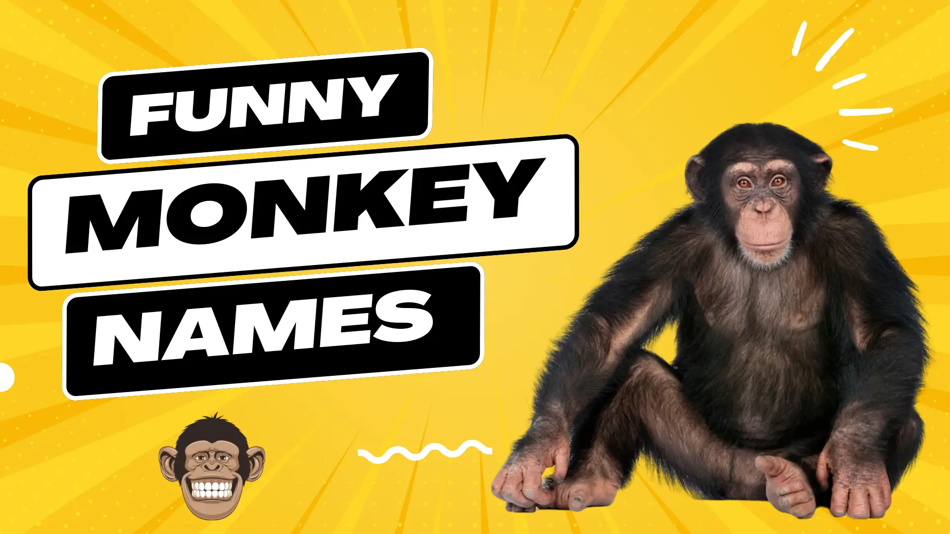 371+ Funny Monkey Names + Generator [2024]