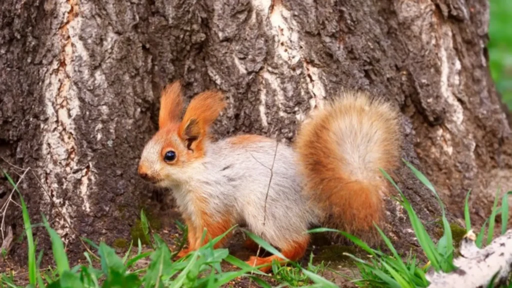 Funny Names for Baby Squirrels