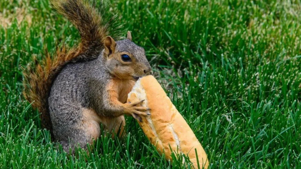 Funny Names for Fat Squirrels