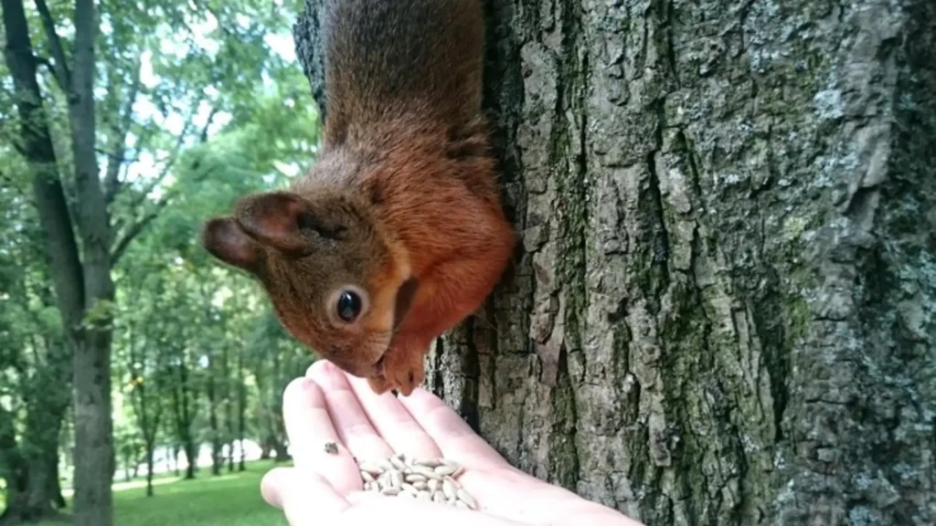Funny Names for Female Squirrels