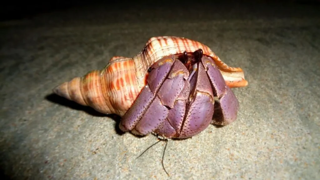 Funny Unisex Hermit Crab Names
