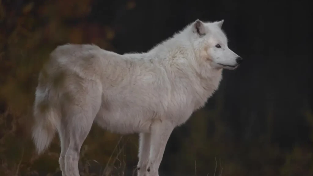 Funny White Wolf Names