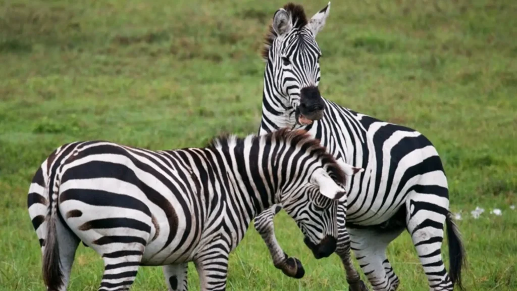 Funny Zebra Team Names