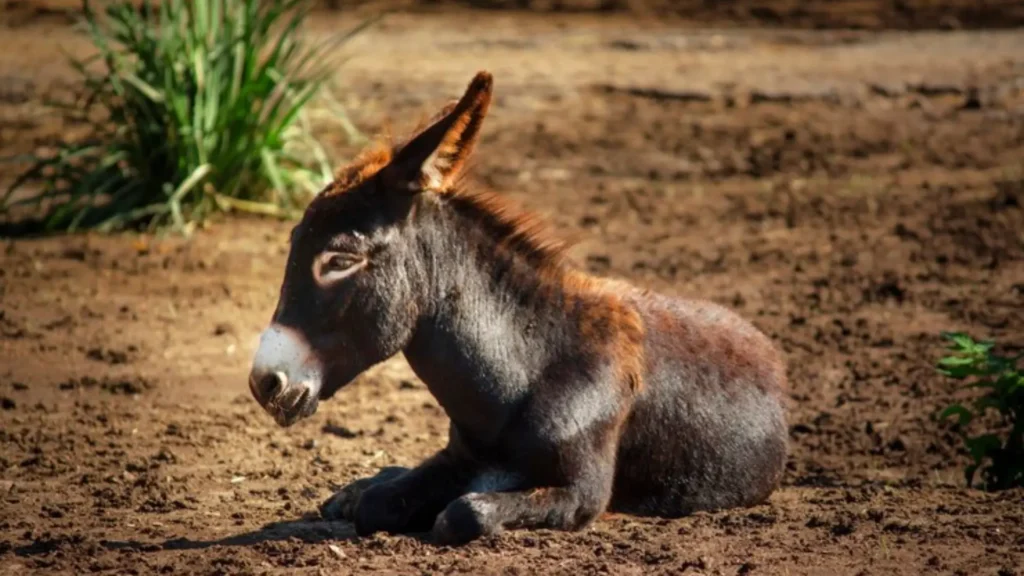 Funny Baby Donkey Names