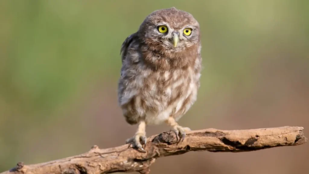 Funny Baby Owl Names