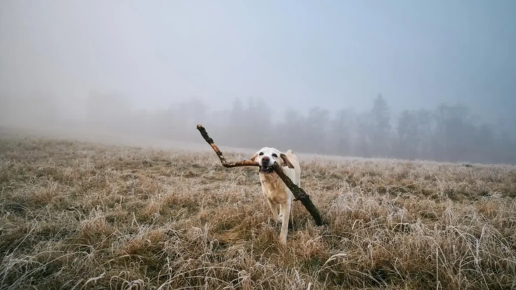 Funny Dog Hunter Names