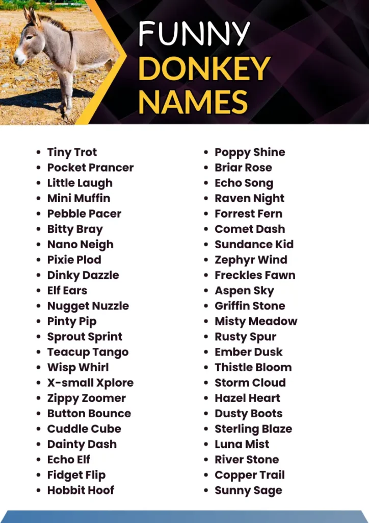 Funny Donkey Names infographic
