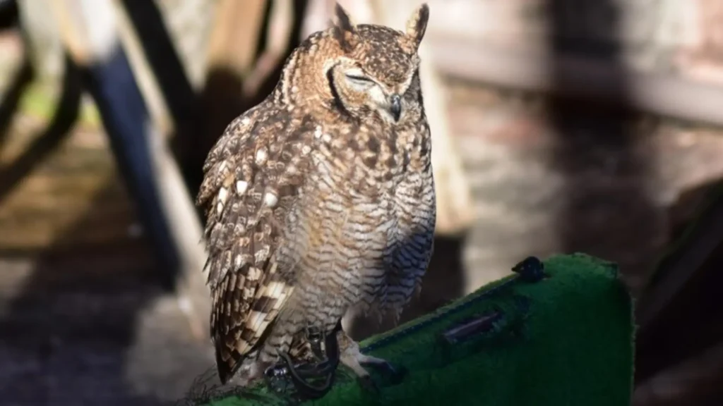 Funny Female Owl Names