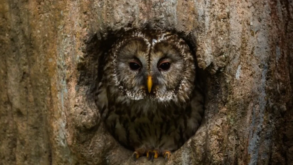Funny Male Owl Names