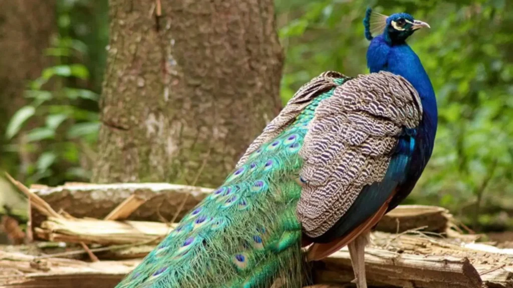 Funny Male Peacock Names