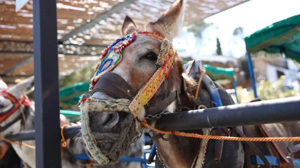 Funny Mexican Donkey Names