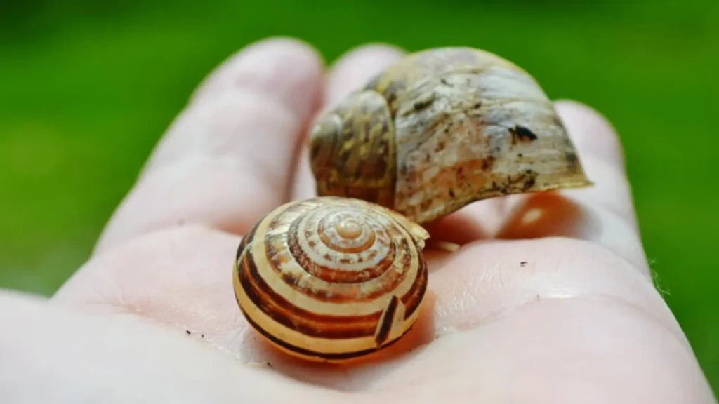Funny Names for Baby Snails