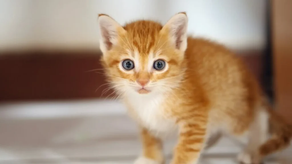 Funny Names for Baby Orange Cats