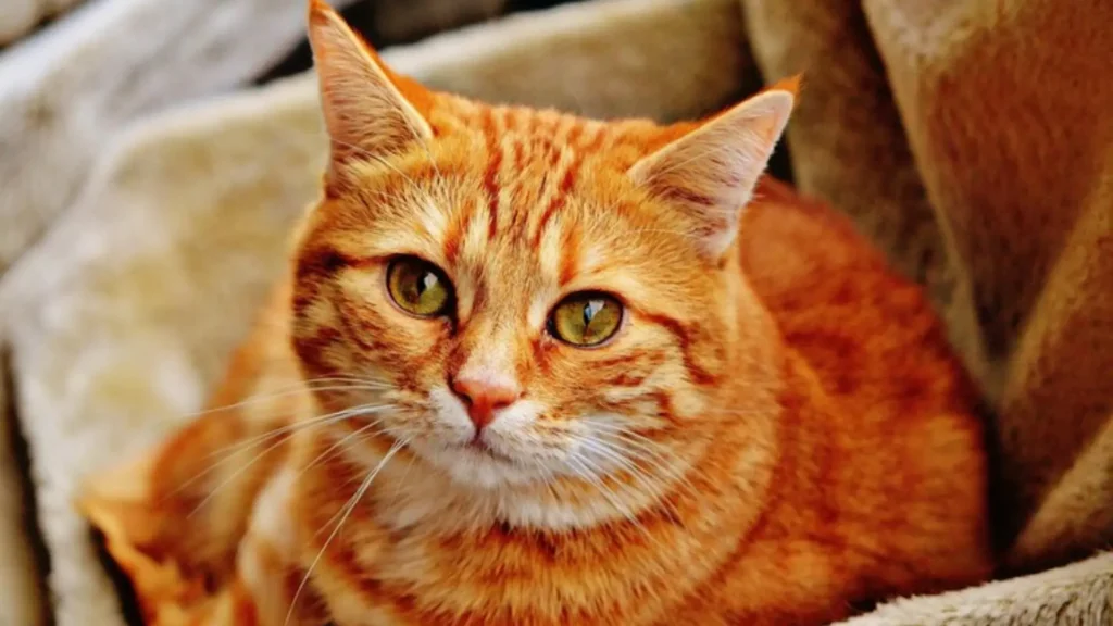 Funny Names for Female Orange Cats