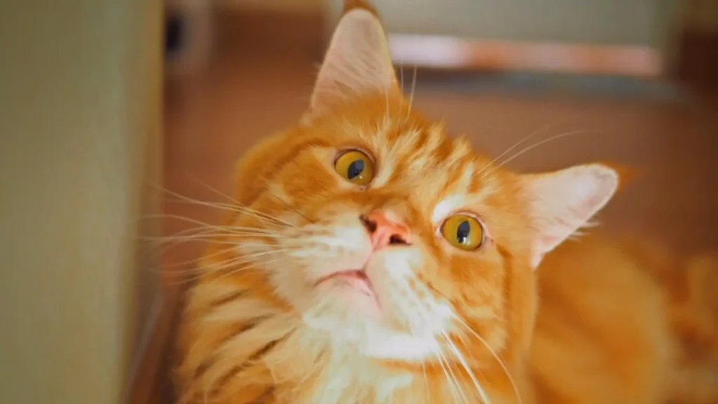 Funny Names for Pet Orange Cats