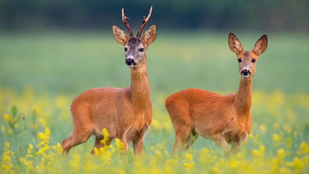 Baby Deer Names