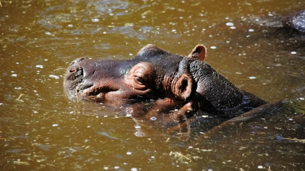 Baby Hippos Playing in water