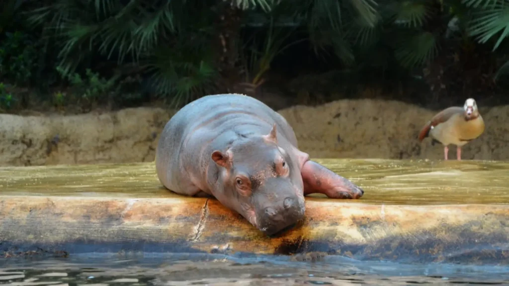 Female Hippo Names