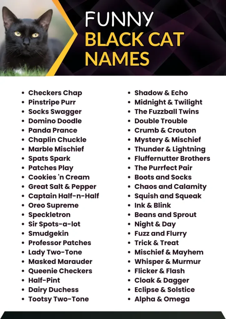 Funny Black Cat Names infographic