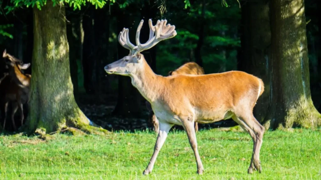 Funny Deer Names