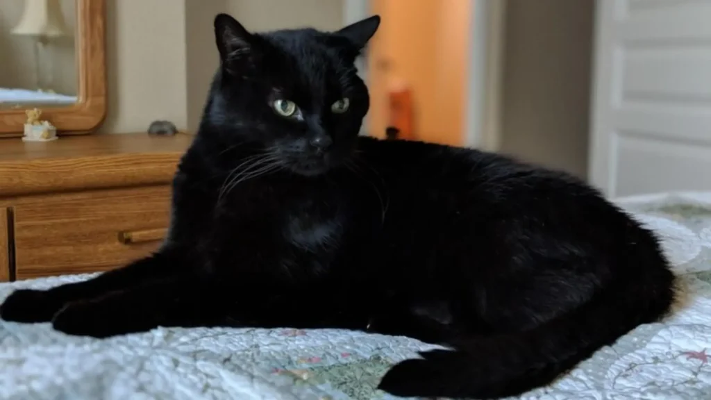 Funny Female Black Cat Names