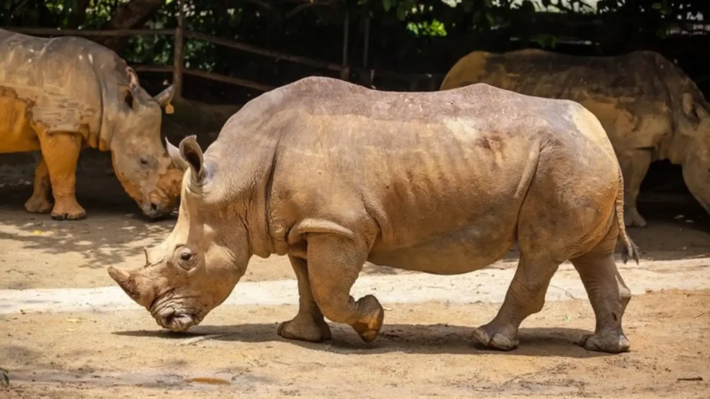 Funny Female Rhino Names