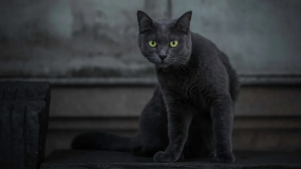 Funny Male Black Cat Names