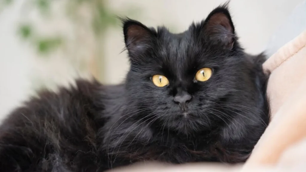 Funny Persian Black Cat Names
