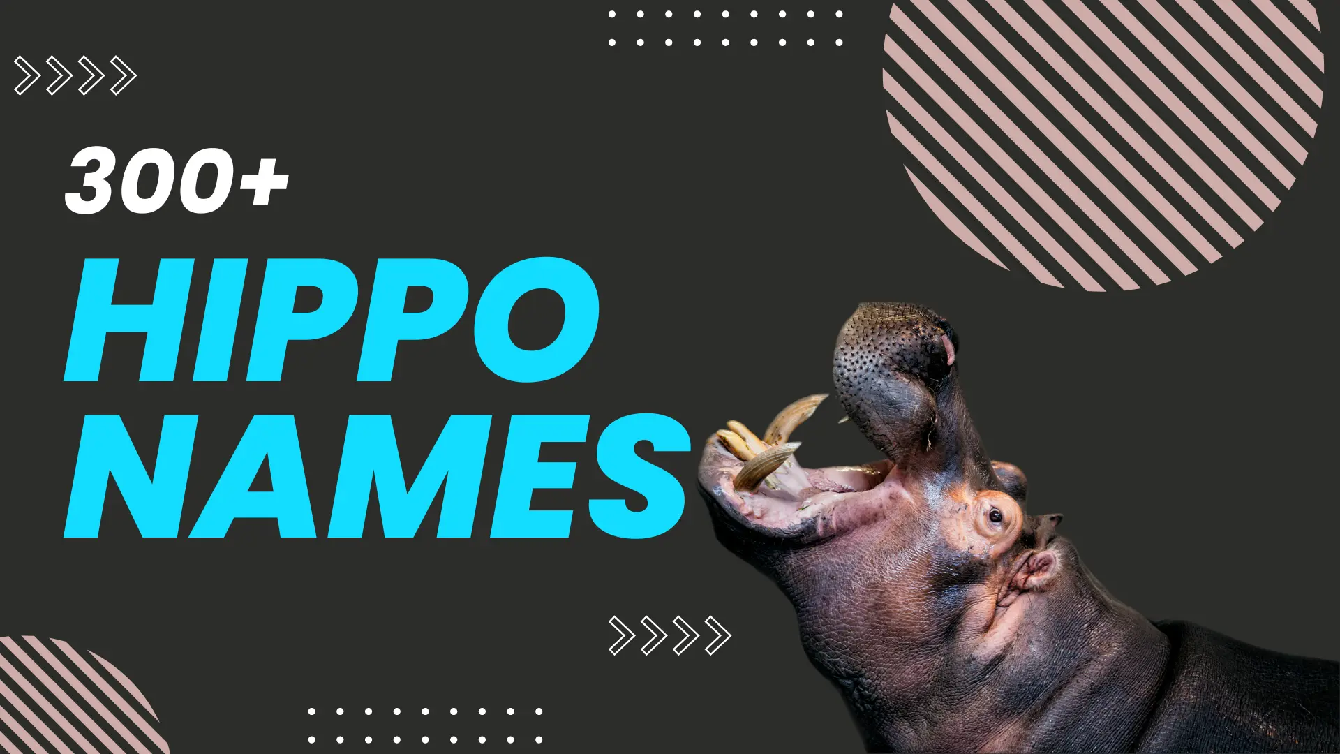 Hippo Name Generator: 300+ Unique Ideas