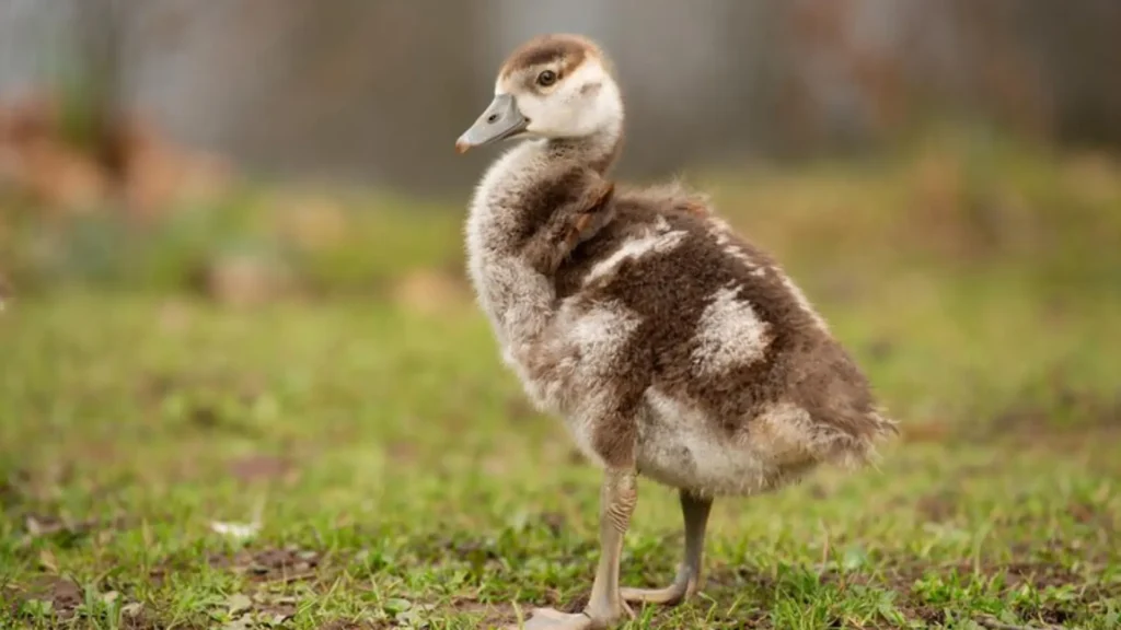 Baby Goose Names