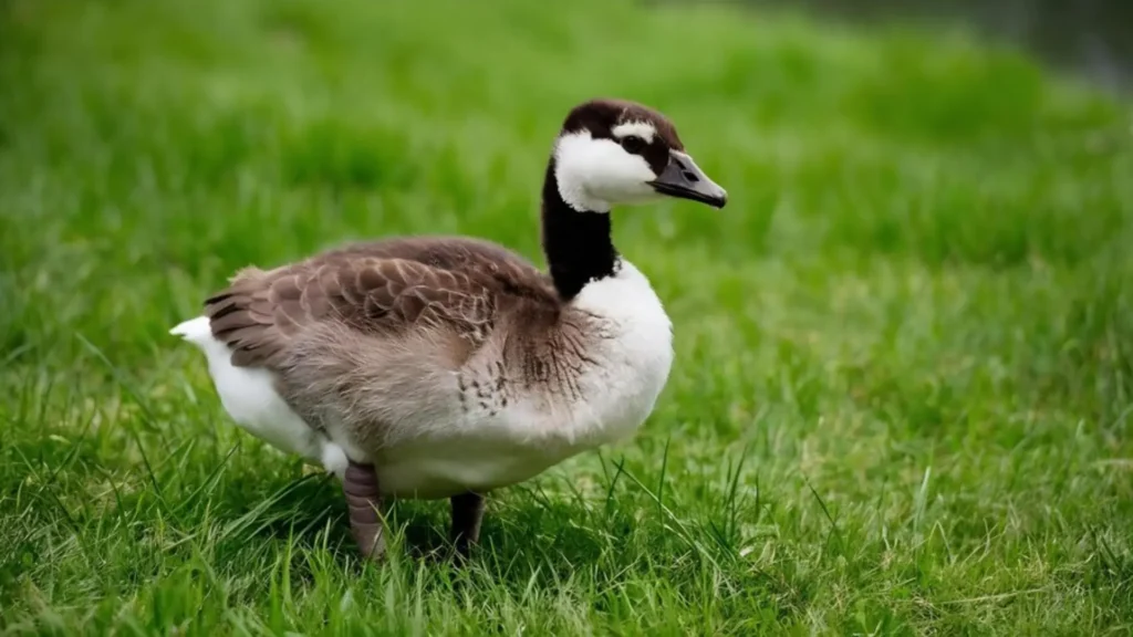 Female Goose Names